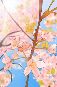 Cherry Blossom